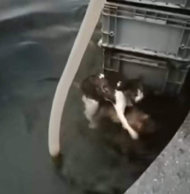Кот и щенок в воде