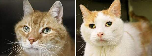 женщина забрала из приюта кота и вернулась за его другом