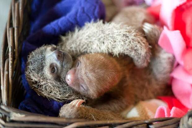 Приют для маленьких ленивцев, потерявших мам