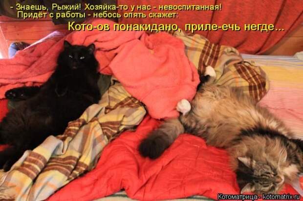 Лучшие котоматрицы недели