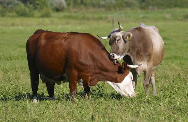 коровы умеют дружить