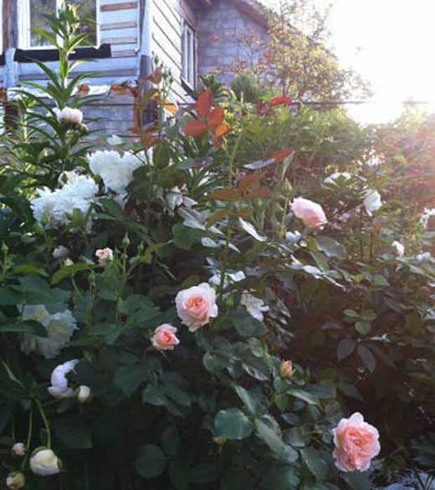 Розы в саду Декоративные кустарники