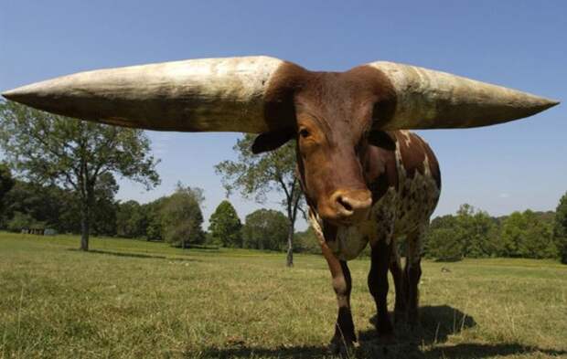 Кажется, что эти рога нереальны, но они существуют. Длина каждого рога этого быка-ватусси по кличке Крен составляет почти метр! К сожалению, Крен скончался в 2010 году из-за рака, развившегося в его рогах.