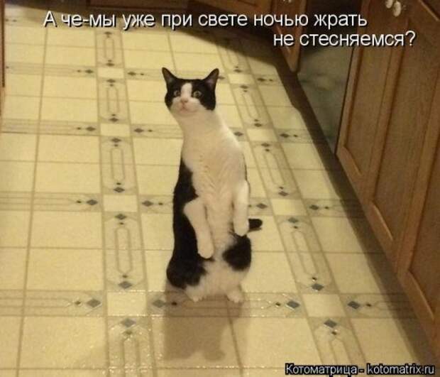 Новая котоматрица (30 фото)
