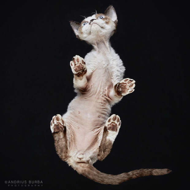 25+ Photos Of Cats Taken From Underneath