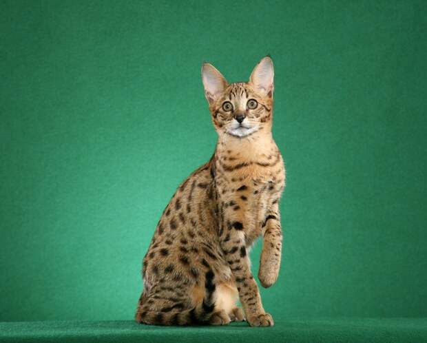 Кошка породы саванна. Фото