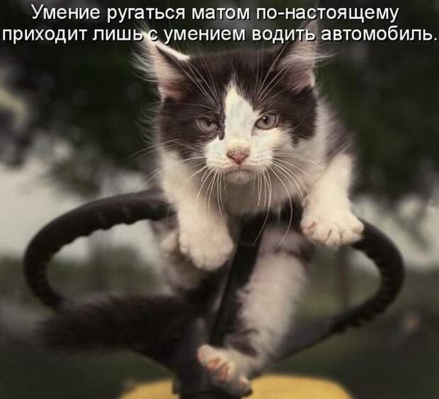 Про кота... авто, дтп, коты