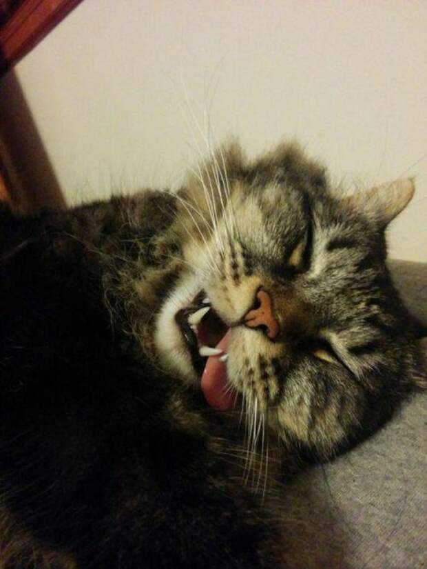 КОТОприколы