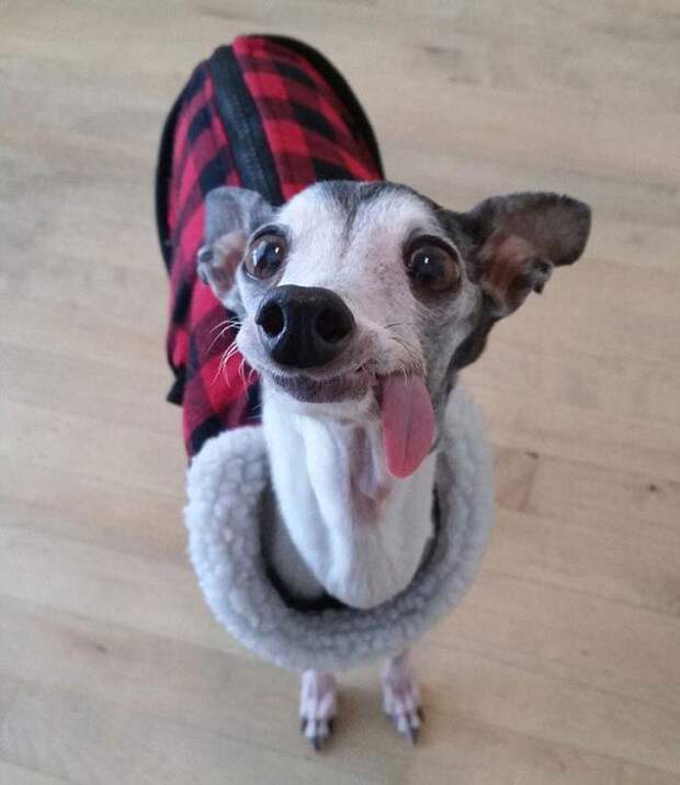 Zappa dog, двойник Сида из Ледникового периода, собака Заппа, собака с высунутым языком