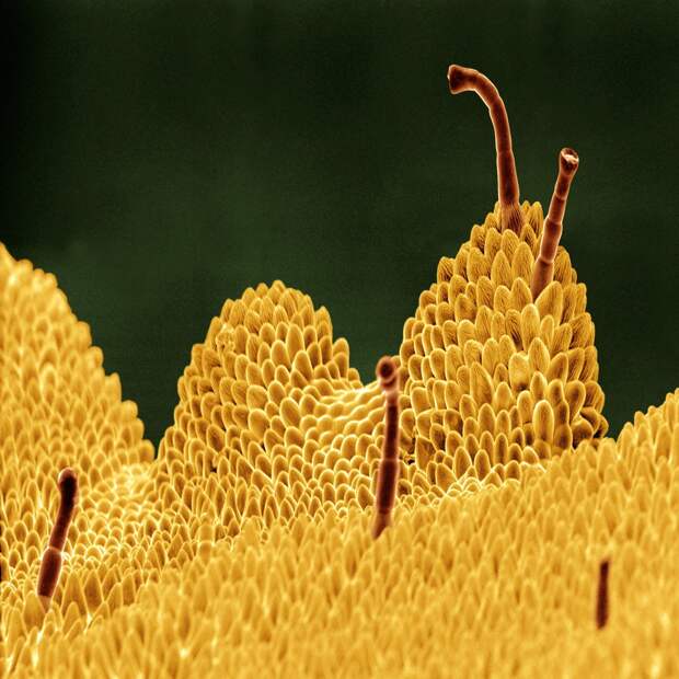 Цветы под микроскопом под микроскопом, цветы