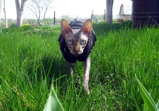 Голая кошка сфинкс, фото агрессия кошки фотография
