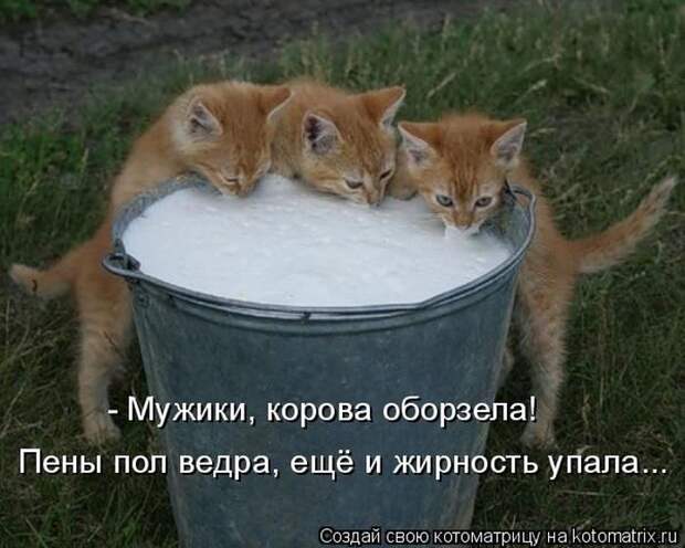 Лучшие котоматрицы недели