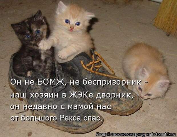 Новая котоматрица для хорошего настроения (32 фото)