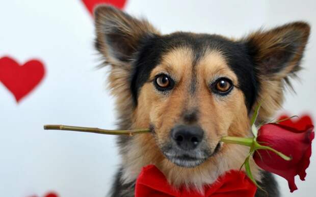 Обои Собака, с красной бабочкой на шее, держит в зубах цветок красной розы на сером фоне с красными сердечками, обои для рабочег
