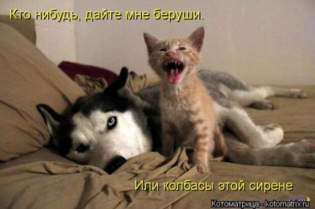 котоматрицы (50 фото)