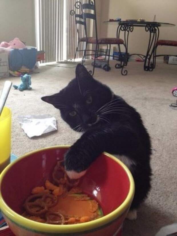 Котэ пойманы с поличным