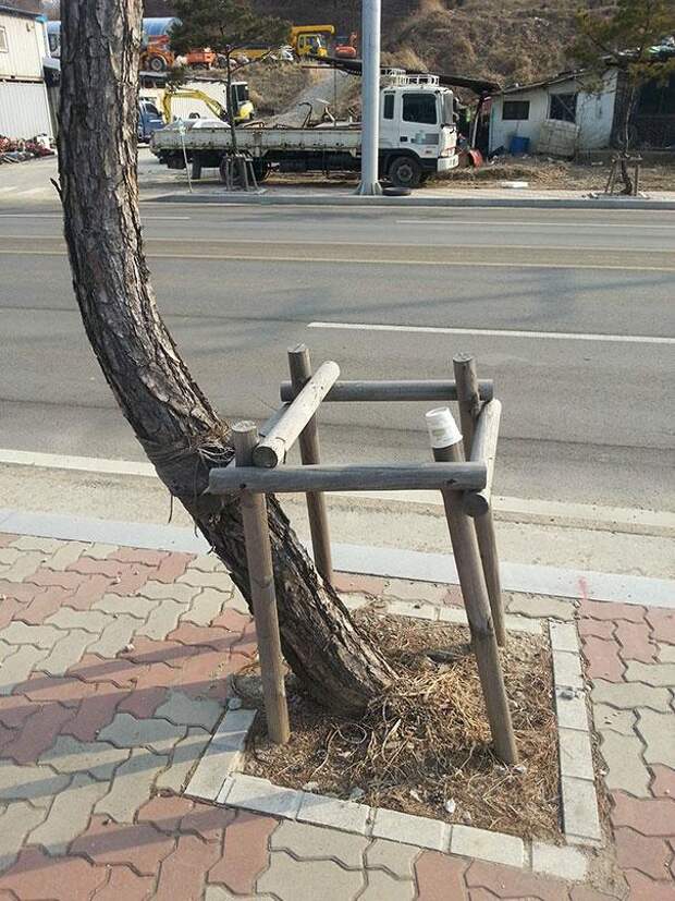 нарушение общественных правил дерево