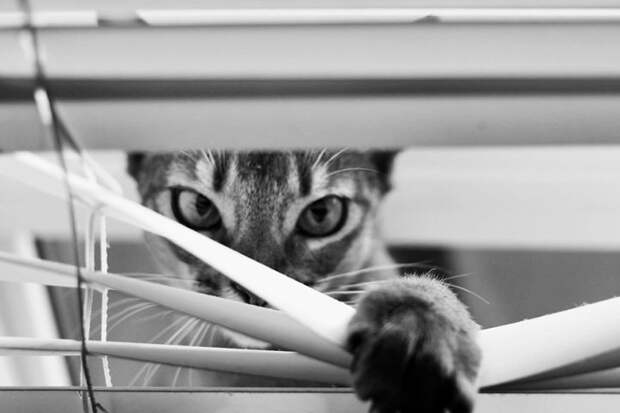 черно белые фотографии кошек (27)