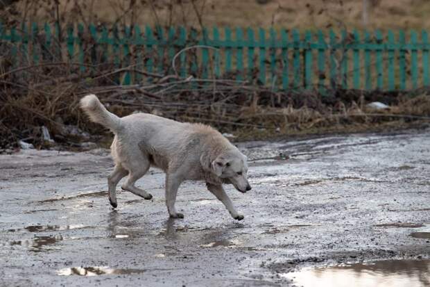 Бастрыкин поручил завести уголовное дело из-за бездействия властей по отлову бродячих собак в Новомосковске