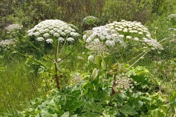 Учёный Балицкий рассказал, как бороться с борщевиком на участке