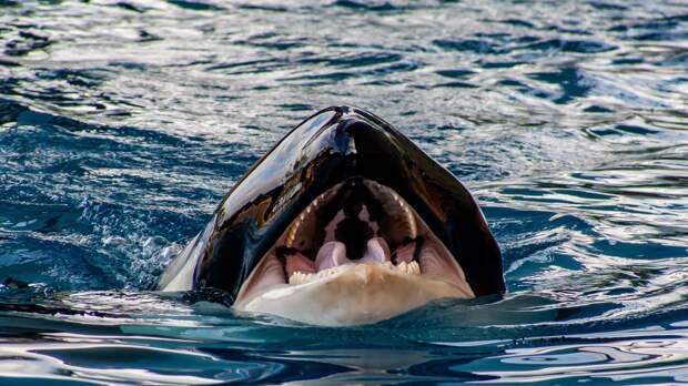 killer whale