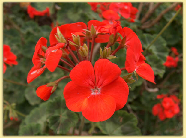 Герань кроваво-красная (Geranium sanguineum) - описание, лечение, рецепты ogorodik-sad.ru