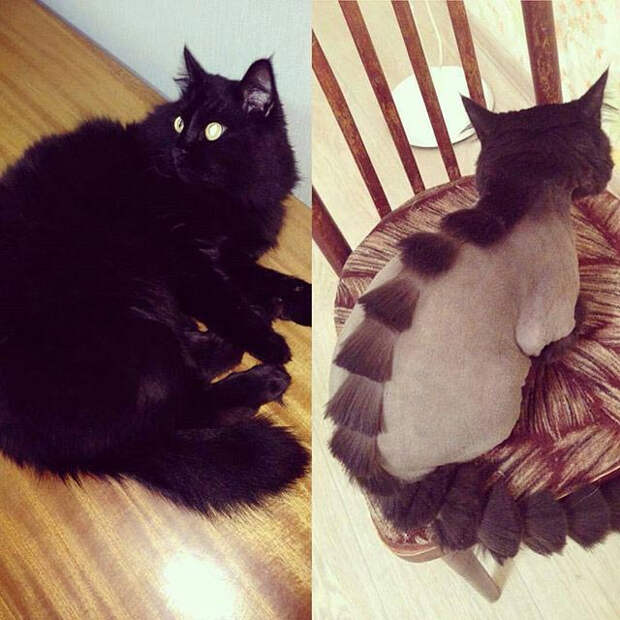 кошки до и после того как побывали у парикмахера, собаки до и после того как побывали у парикмахера