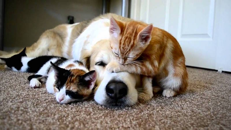 25-Gatos-aprovechandose-de-sus-amigos-peludos-11