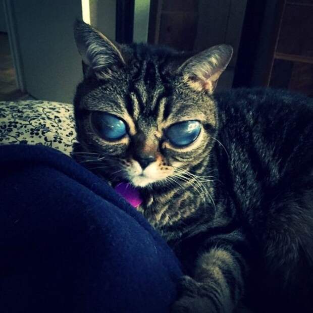 В Британии живет кошка-инопланетянка глаза, животные, кот