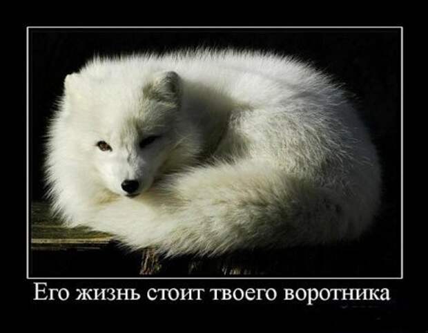 Демотиваторы смысл есть их посмотреть.