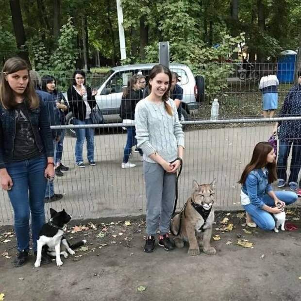 kaptinok-prikolnyh-podborka-kartinki-smeshnye-kartinki-fotoprikoly