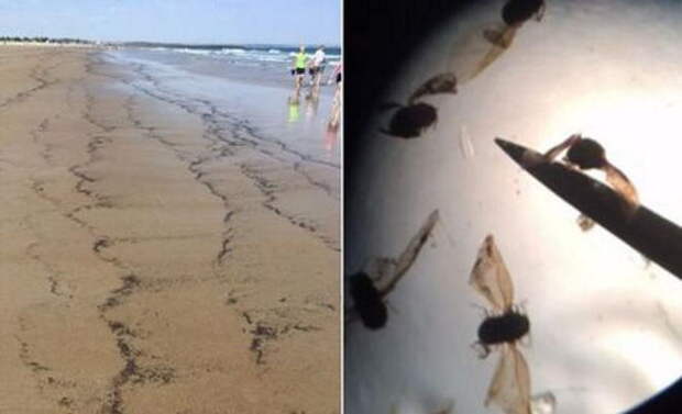 Миллионы неизвестных насекомых вынесло на пляж Мэна 
