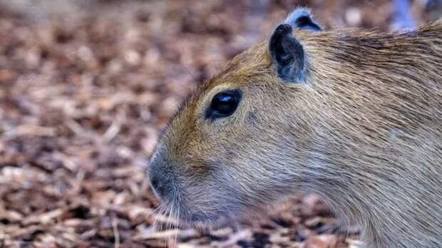 В Московском зоопарке рассказали, как проводят зиму капибары
