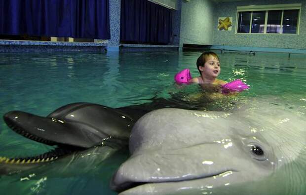 A boy swims with dolphins in a "Sea Star