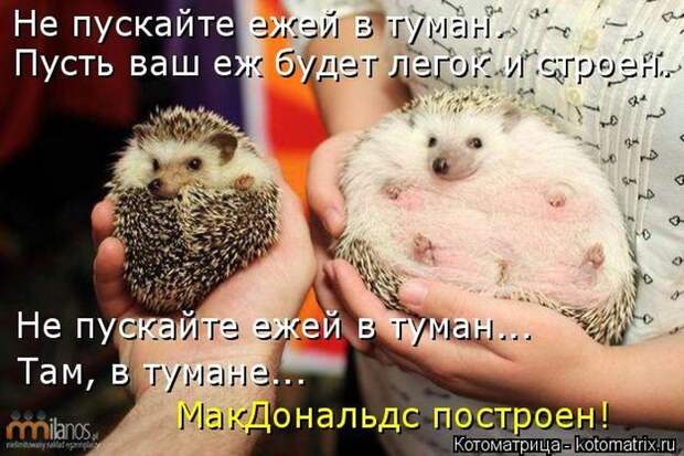 Лучшие котоматрицы недели