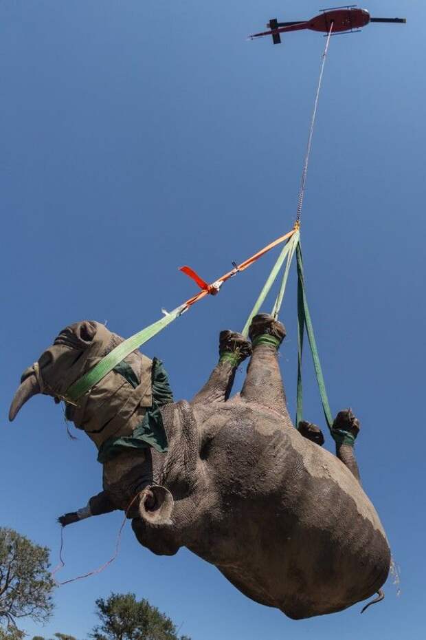 Носорог на вертолете перелетел в новый дом
