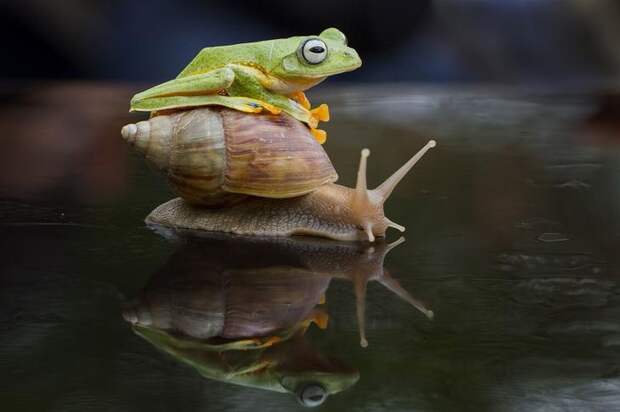 Mandatory Credit: Photo by Hendy Mp/Solent News/REX Shutterstock (4333707f) The frog clims on top of the snail Frog Takes a Ride on a Snail, Sambas, Indonesia - 26 Dec 2014 A tiny frog and snail make an unlikely pair of friends as they playfully fool around together. The bright green frog looks like it's giving the snail a quick kiss before it starts climbing onto its shell. But the little snail doesn't seem to mind as its new friend explores his shell for 10 minutes - and even sits on top for a while. The unusual antics were caught on camera by photographer Hendy Mp in the woods near his home in Sambas, Indonesia.