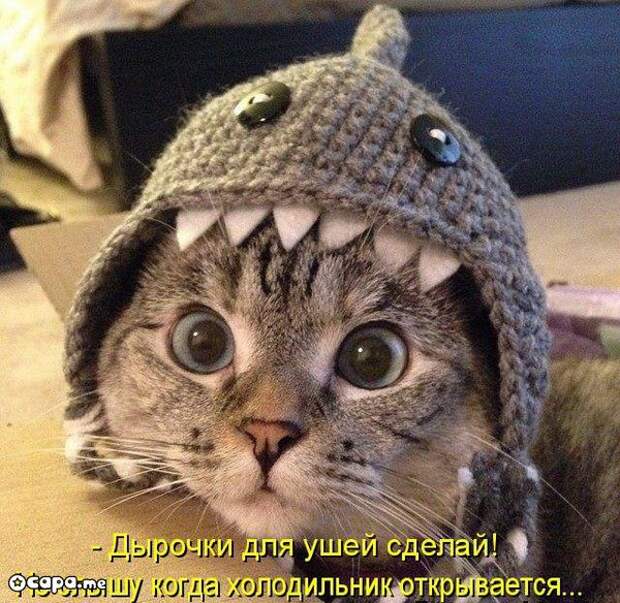 Позитивные котэ (29.05.15)