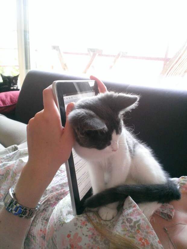 кошка мешает читать