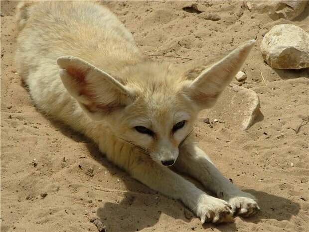 Фенек. Фото / fennec fox photo