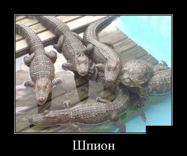 Демотиваторы №1179 (30 фото)