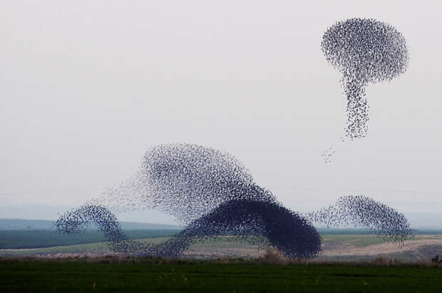 ISRAEL-ANIMALS-STARLINGS