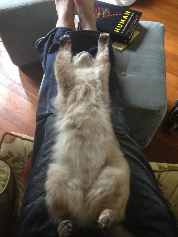 Коты и кошки, которые могут заснуть где угодно