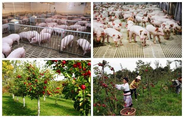 Чэнь Шэн планировал построить свиноферму и посадить фруктовые сады в родной деревне.