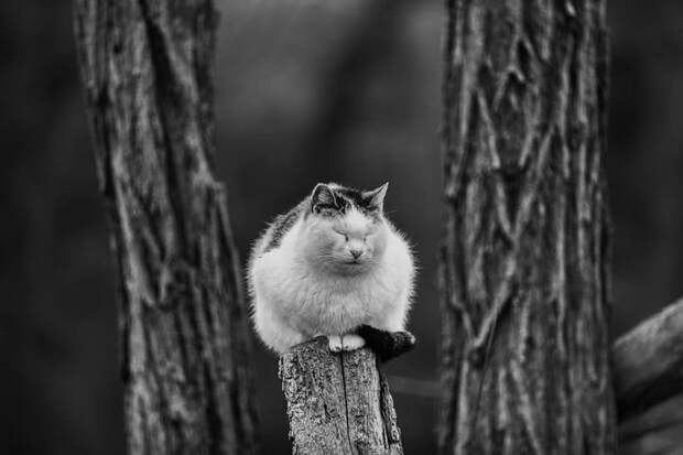 Кошки, которые сидят в неудобных местах: фотопроект Sabrina Boem Кошки, которые сидят в неудобных местах: фотопроект Sabrina Boem