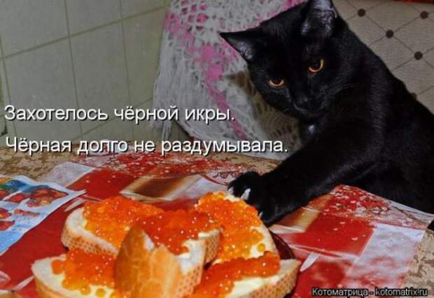 Котоматрицы (картинки с надписями)