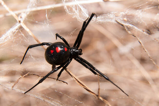 FI: новое противоядие нейтрализует альфа-латротоксин пауков вида черная вдова