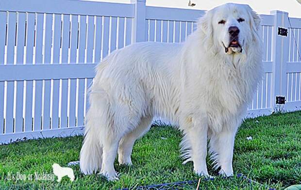 There are many reasons why Great Pyrenees are surrendered to rescue, but one very common reason is because Great Pyrenees bark more than most dogs.