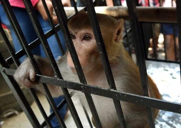 Как в Индии наказывают обезьян-преступниц, в Мумбаи наказали обезьяну