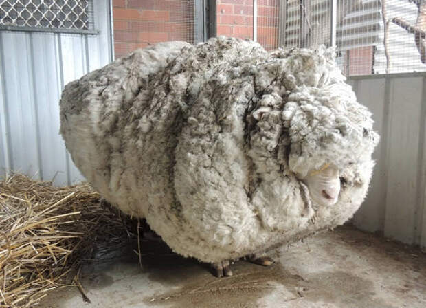 Woolliest Овцы Мировой